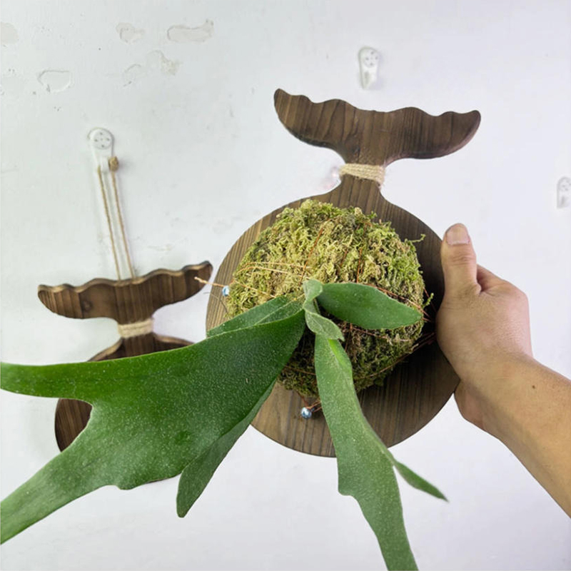 새로운 나무 소재의 스태그혼 파인 벽걸이 보드, 덴드로 - Plant Parent 리뷰 및 가격