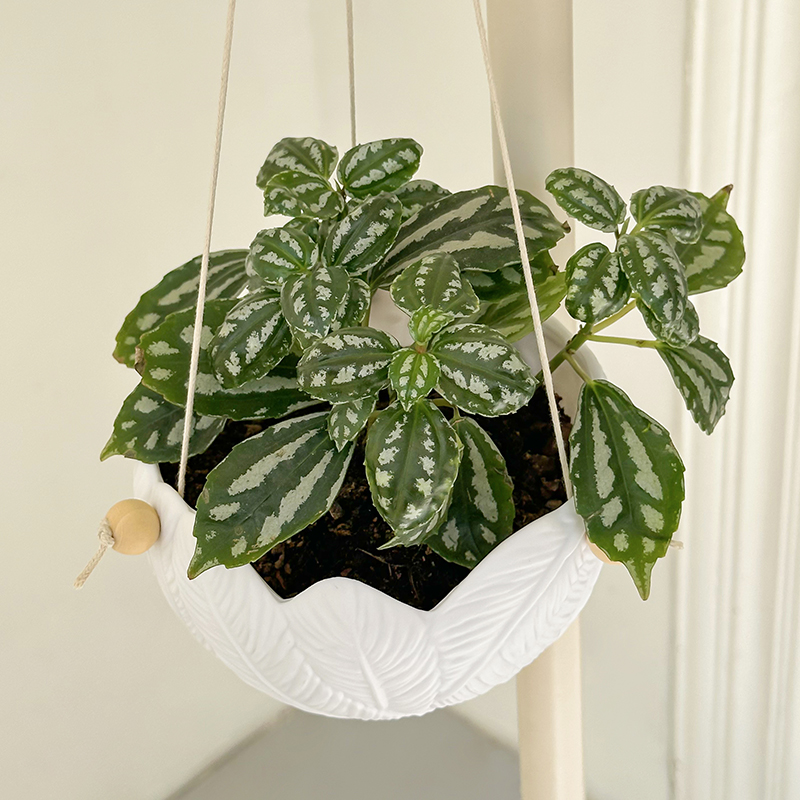 흰색 질감 레진 벽걸이 화분, 깃털 무늬 양각 화분,  - Plant Parent 리뷰 및 가격