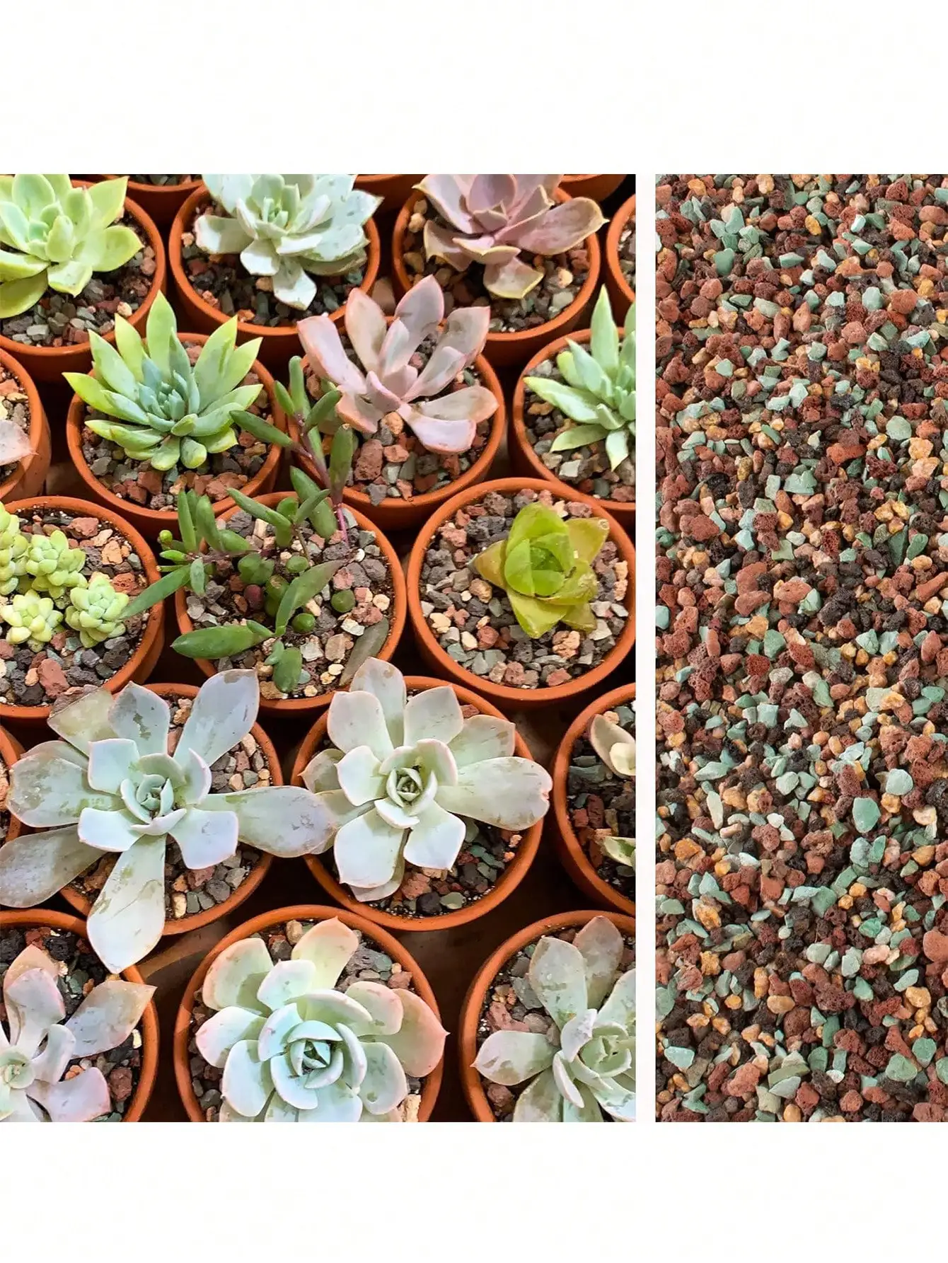 혼합 원예용 용암석 자갈 부석 화분 토양 개량제 다육식 - Cactus Mix Pot 리뷰 및 가격